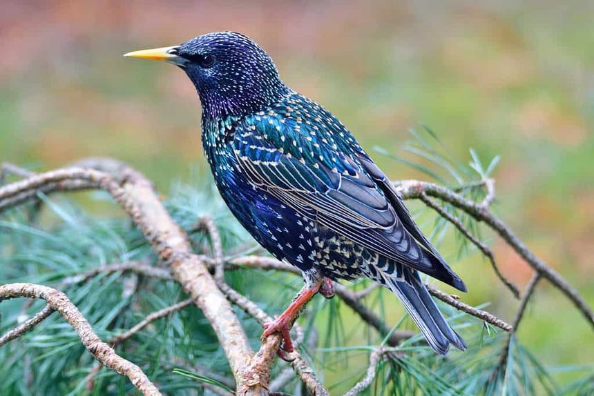 European Starling