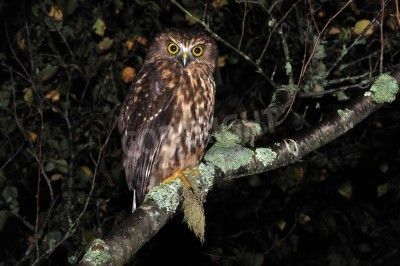 Fotomural Nueva Zelanda búho nativo, el morepork, Ninox novaeseelandiae, Costa Oeste, Sur de Islandia