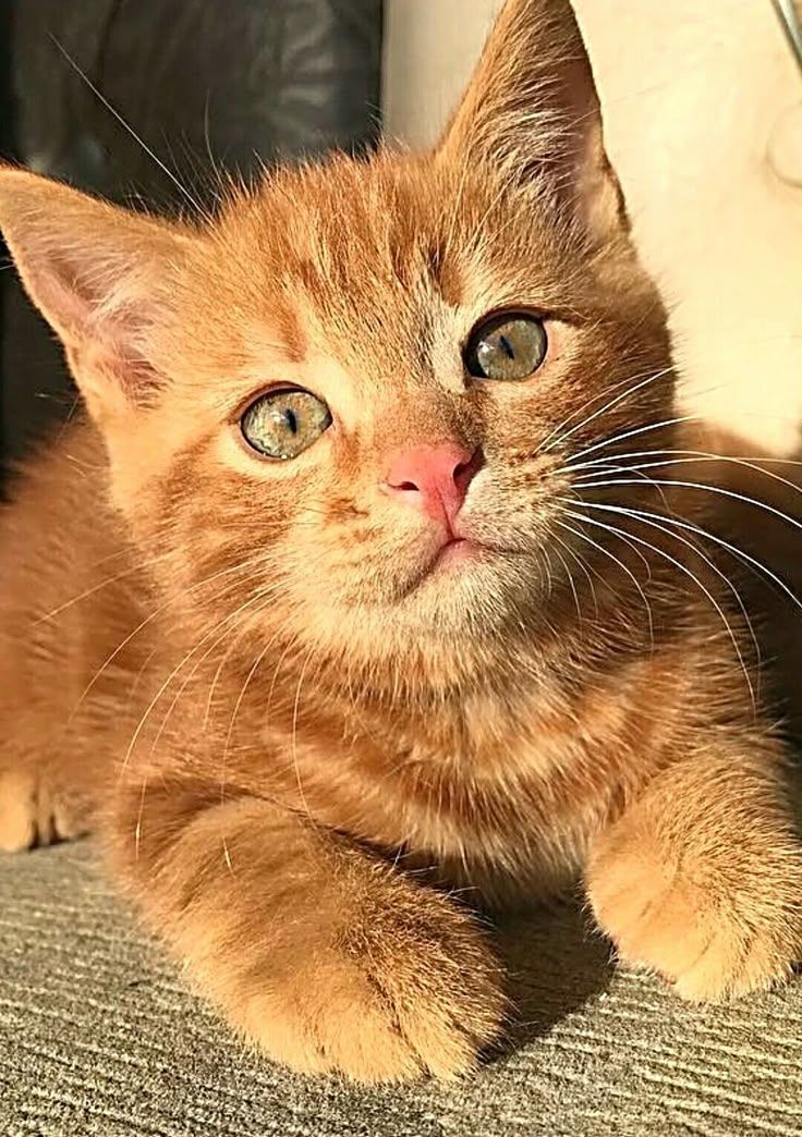 Orange kitten beauty. | Beautiful cats, Cute cats, Beautiful cats pictures