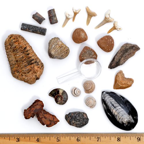 DANCING BEAR Fossil Collection Kit (12 pc Set) Real Shark Teeth, Dinosaur Bone, Coprolite (Poop!), Fossil ID Book, STEM Sc...