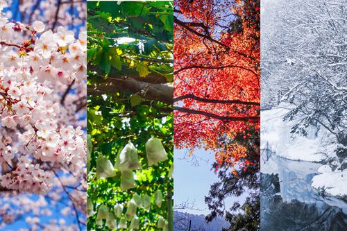 春夏秋冬のコラージュ背景画像