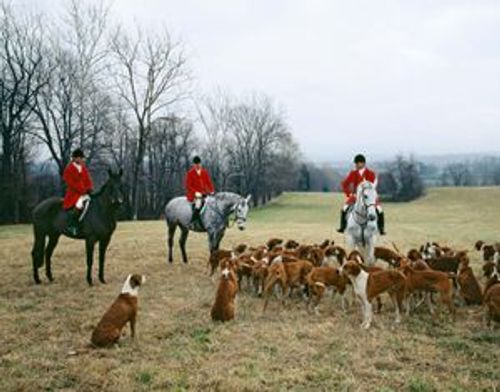 foxhunting