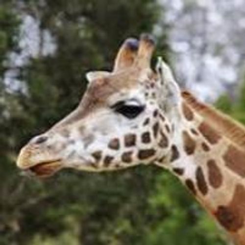 Casela Nature Parks & Gillot’s Private Zoo