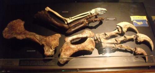 r/Naturewasmetal - A direct size comparison between a human, Tyrannosaurus Rex, and apparently a Spinosaurus arm. A T. Rex has been estimated to have been able to *curl* over 400 pounds.