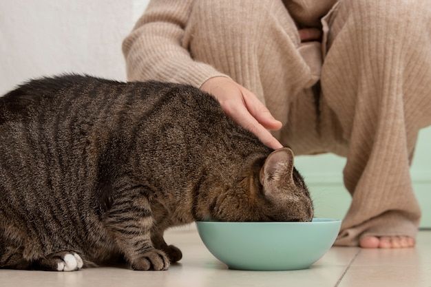 صورة مجانية كيتي رائعتين تأكل بجانب مالكها