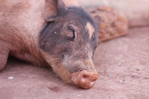 Closeup of sleeping pig facing the camera