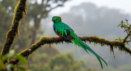 Resplendent Quetzal