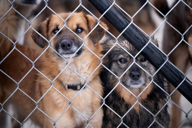 Adopting a puppy from us helps rescue many in need