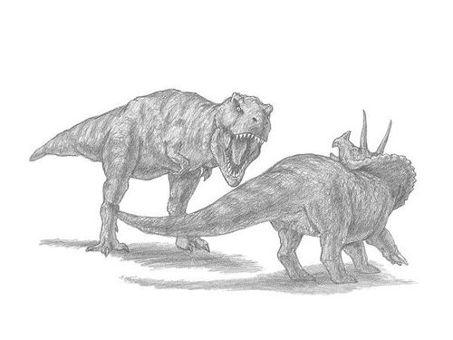 Dinosaur Battle Drawing #dinosaur #paleoart #drawing #graphitepencil Battle Drawing, Speed Drawing Videos, Dinosaur Sketch, Eagle Pictures, Dinosaur Drawing, Draw Animals, Paleo Art, Tyrannosaurus Rex, Animal Sketches