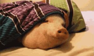 a pig is laying on a bed with a purple blanket on its head .