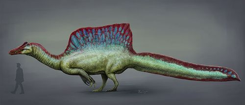 An illustration of Spinosaurus with a human standing under the head for size comparison