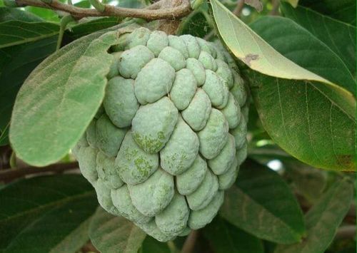 Matomoko · Common Wild Fig