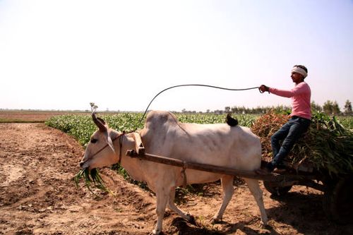 farmer riding ox cart - bullock cart stock pictures, royalty-free photos & images