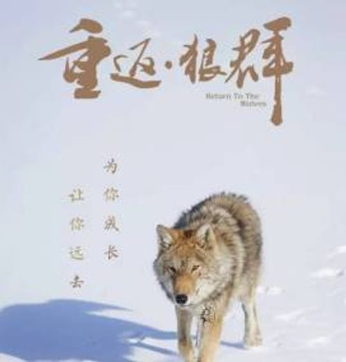 《重返·狼群》自然电影