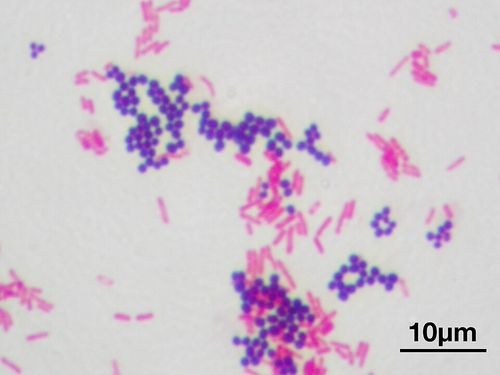 gram stain 01