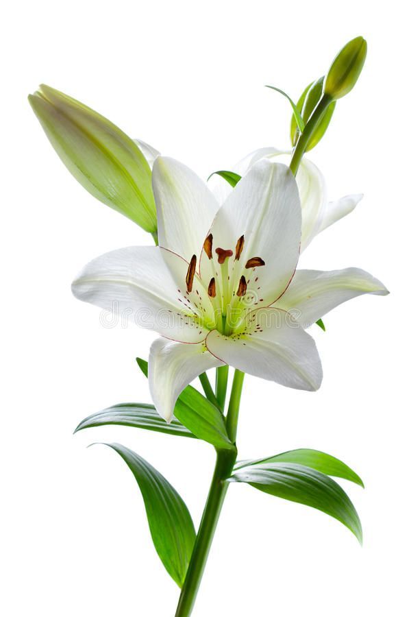 white lily flower with green leaves on a white background stock photo - image 349874