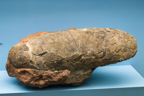 The fossil of dinosaur egg  in Naturmuseum Senckenberg. Frankfurt German July 27th 2019 royalty free stock photo
