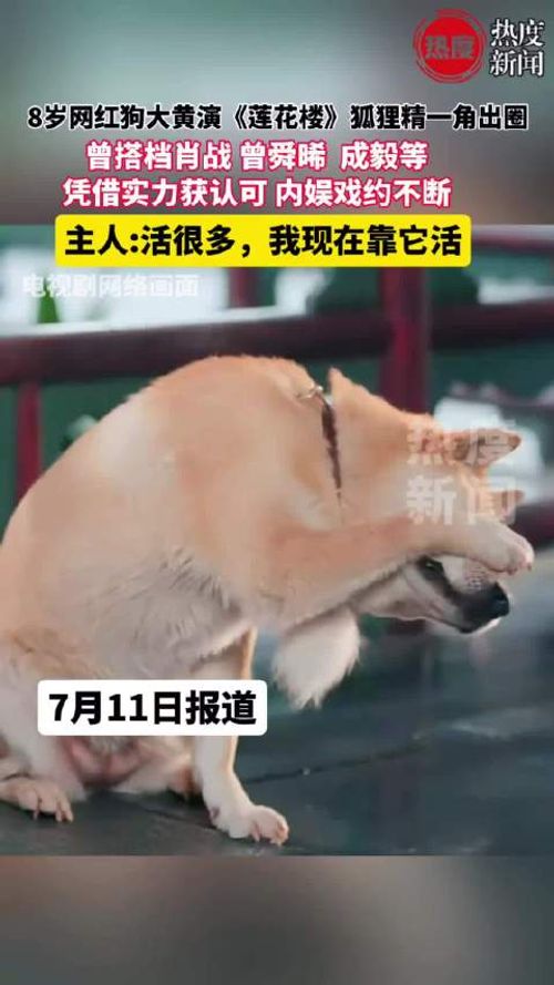 8岁网红狗大黄出演《莲花楼》狐狸精走红，戏约不断主人称靠它活