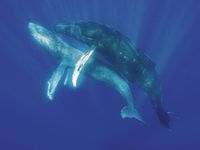 Rare glimpse of humpback whales mating documented in Maui waters
