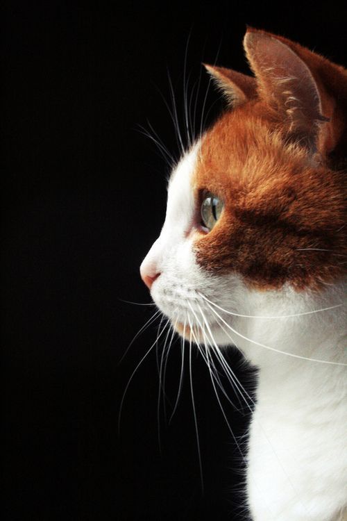 A cute cat