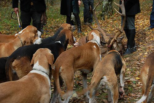 fox hunting foxhounds waiting for eating the roe deer fox hunting stock pictures, royalty-free photos & images