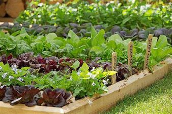 Curso Online Tu Huerta Orgánica: Aprende a cultivar tus propias verduras