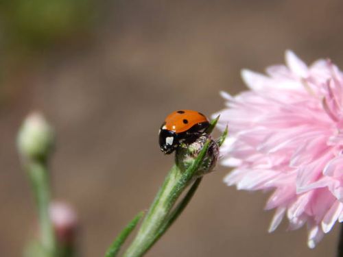 ladybug on bachelor's button - bachelor of science stock pictures, royalty-free photos & images