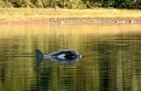 Stranded B.C. calf's calls 'make you almost weep,' says Ehattesaht First Nation