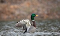 Volunteers Count Over 100,000 Water birds in Croatia: Winter Census Results Revealed - The Dubrovnik Times
