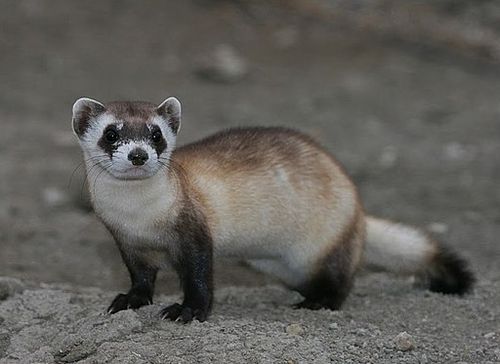 Mustela_nigripes_2.jpg