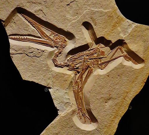 Pterodactylus_sp_374.jpg