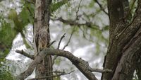 A teen spotted a rare pair of birds in D.C. Then came another surprise. - The Washington Post