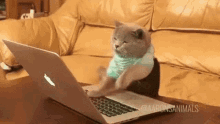GIF of cat programming