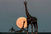 In Photos: Epic ‘Harvest Moon’ Rises Beside Saturn Around The World - Forbes