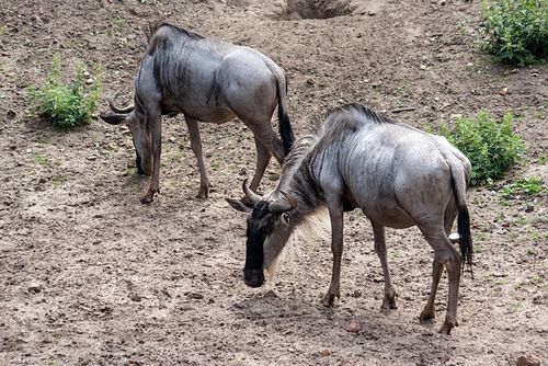 Free Gnu Animals photo and picture