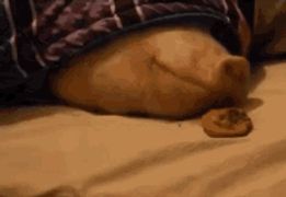 a close up of a pig sleeping on a bed with a cookie in its mouth .