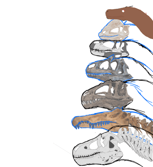 r/Dinosaurs - a drawing of a dinosaur's skull