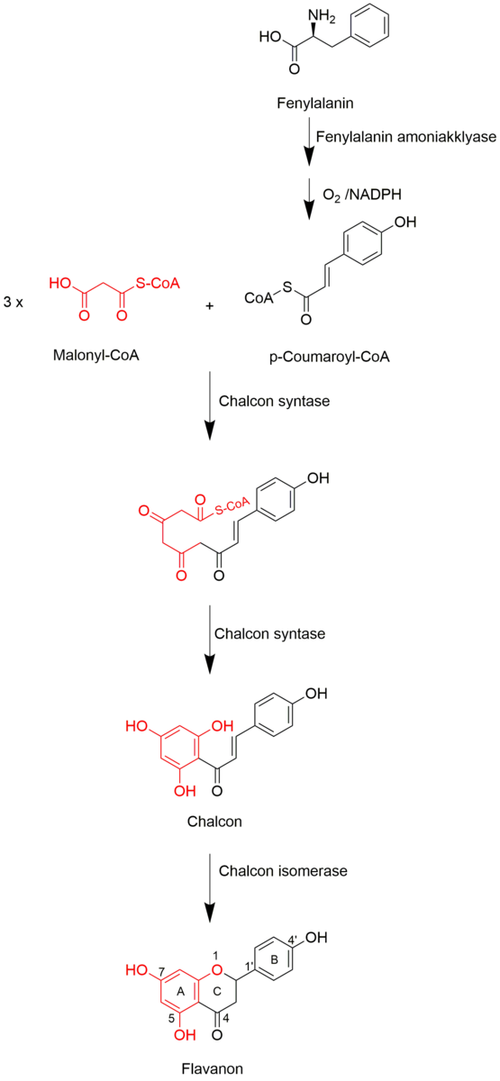 standard biosyntese flavonoider
