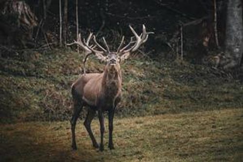 Foto de veado em campo de grama verde