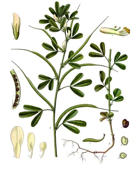 trigonella foenum graecum k%c3%b6hler%e2%80%93s medizinal pflanzen 273