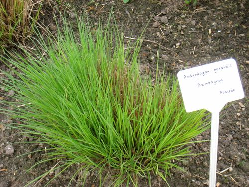 New growth in May at the Berlin Botanical Garden