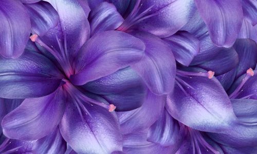 Different Kinds of Purple Flower Names to Put Into Your Garden