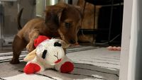 Reddit user in doghouse after giving human niece a dog toy | Fox News