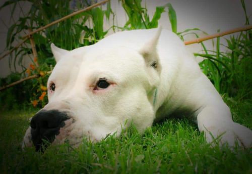 A close-up of a Dogo Argentino.