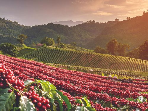 Sustainable Farming