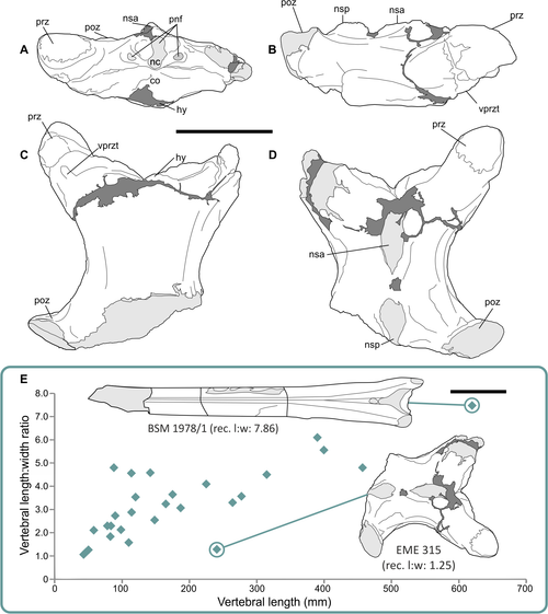 hatzegopteryx vertebra