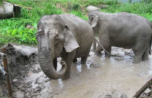 Patara Elephant Farm
