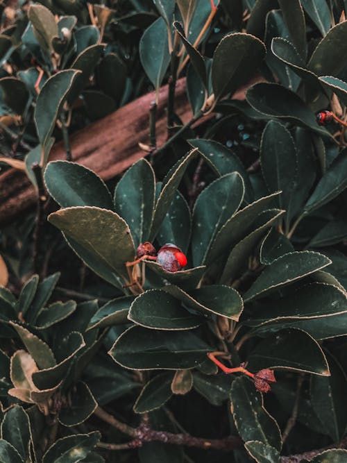 Free A detailed shot of a berry nestled among lush green leaves, ideal for nature and botanical themes. Stock Photo