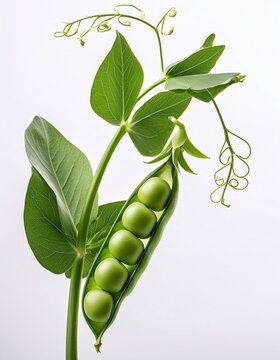 Green Pea