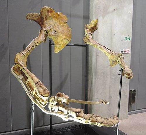 Therizinosaurus_arms.jpg